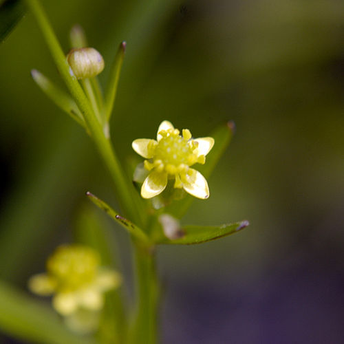 Ranunculus abortivus